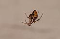 Parasteatoda_lunata_D6043_Z_82_Les Gris_Frankrijk